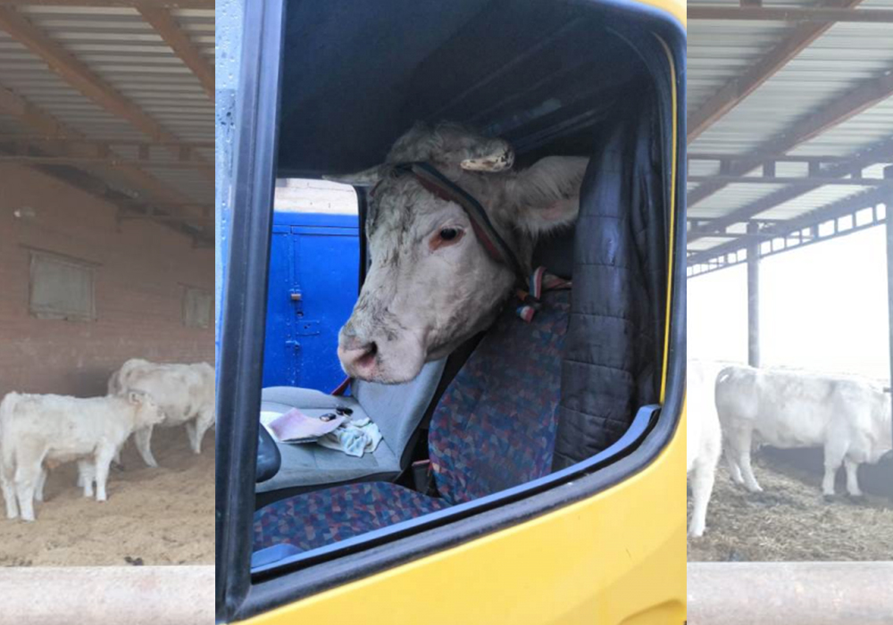 похищение коров