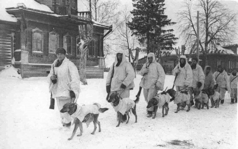 Фронтовые собаки фото