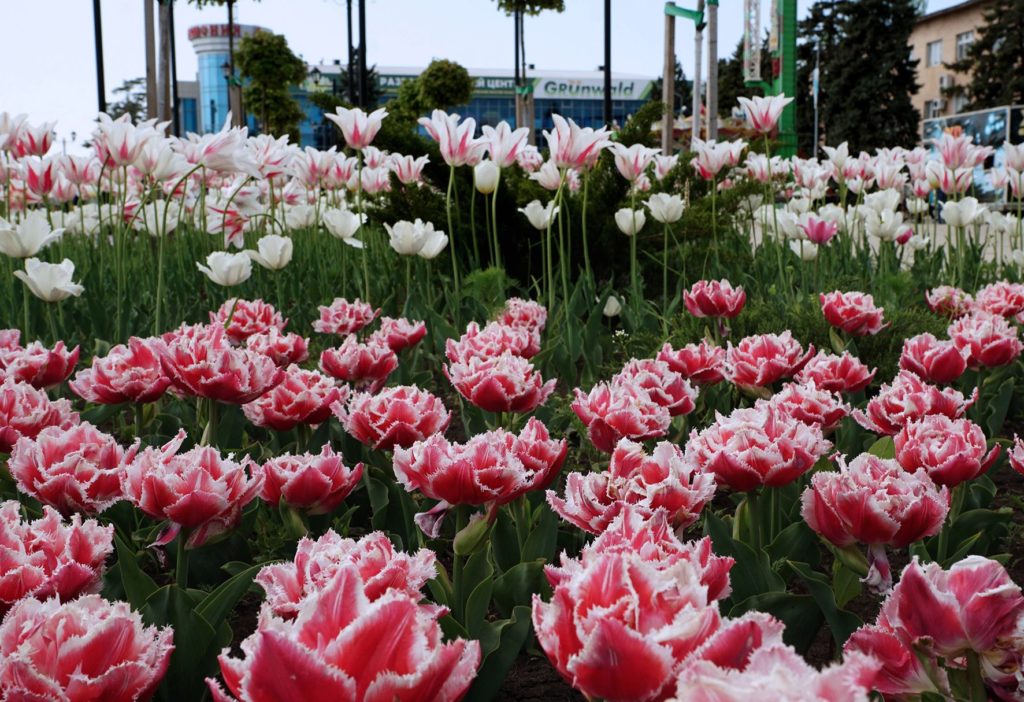 цветы тимашевск. тимашевск краснодарский край. магазин праздничный эмблема. цветы тимашевск. цветы тимашевск букеты.