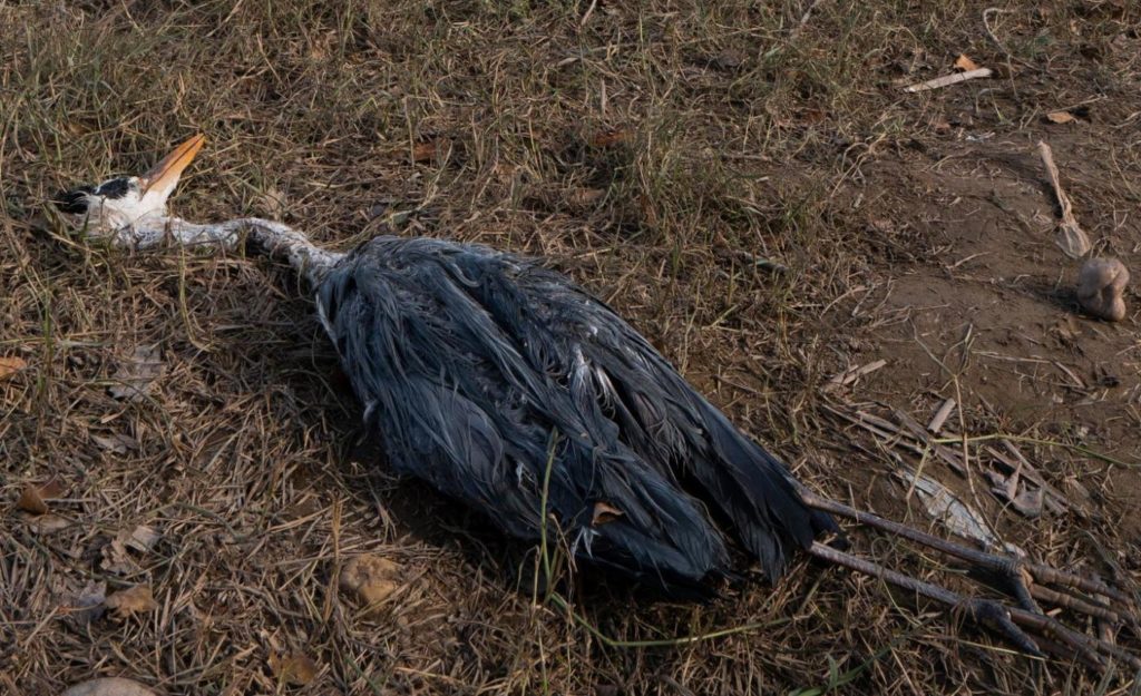 журавель новости последние сегодня. где зимуют журавли из подмосковья. журавель новости последние сегодня. спутниковый передатчик на ноге журавля. выставка журавли в библиотеке.